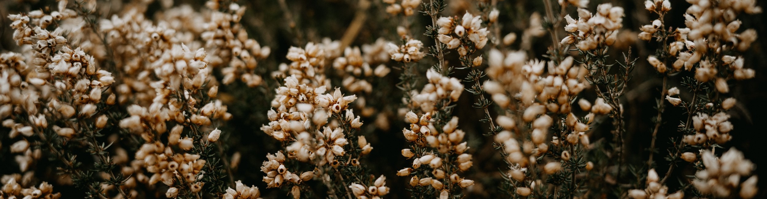White Heather for the white heather hotel and restaurant
